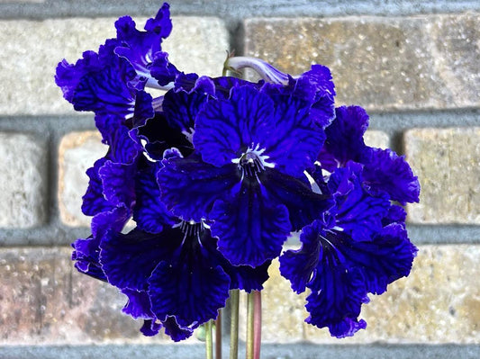 Streptocarpus Midnight Thunder