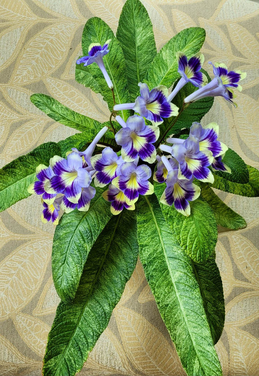 Streptocarpus Morning Magic