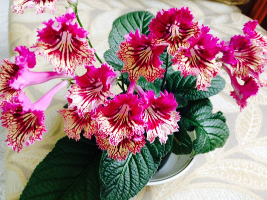 Streptocarpus Moscow Lady