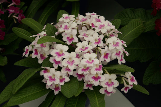 Streptocarpus Dibleys Myfanwy