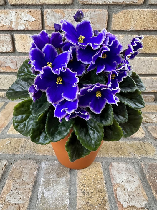 Rhapsodie Natalie (by Optimara Greenhouses)