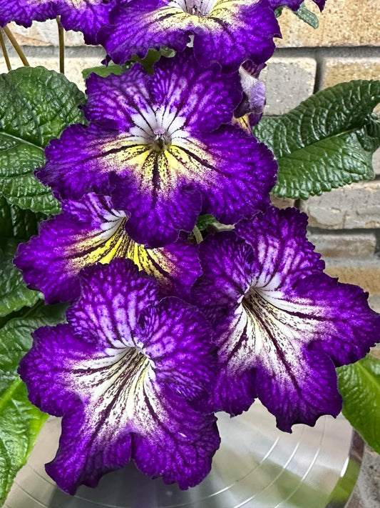 Streptocarpus OD - Solar Vortex
