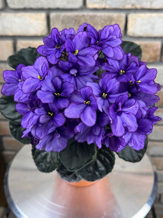 Optimara Connecticut (by Optimara Greenhouses)