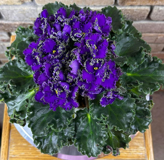 Optimara EverSpecial