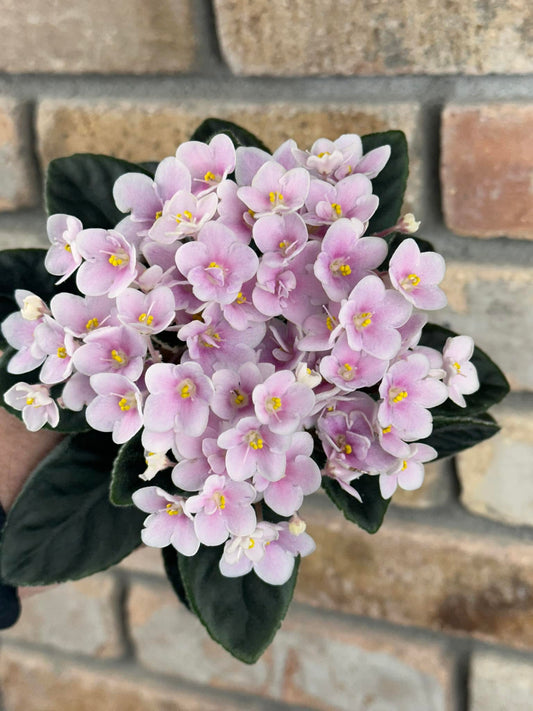 Paradise Pink