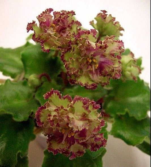Allegro's Pink Pistachio