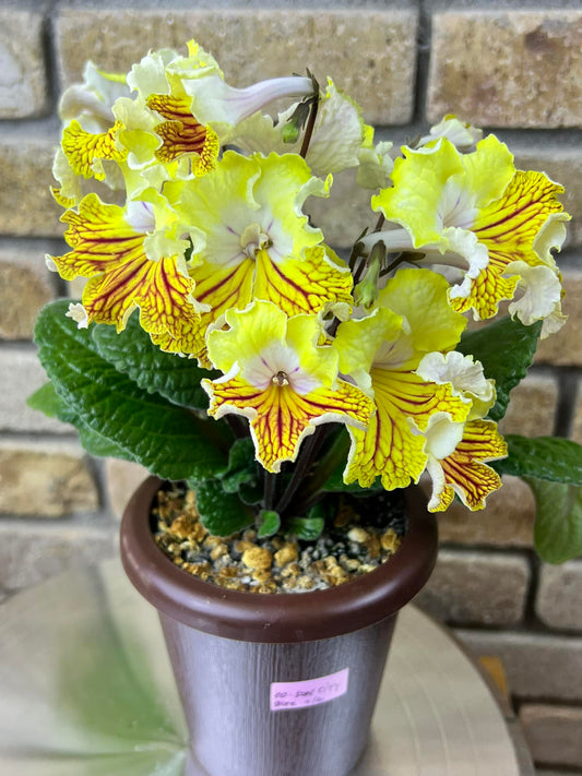Streptocarpus OD - Sun City