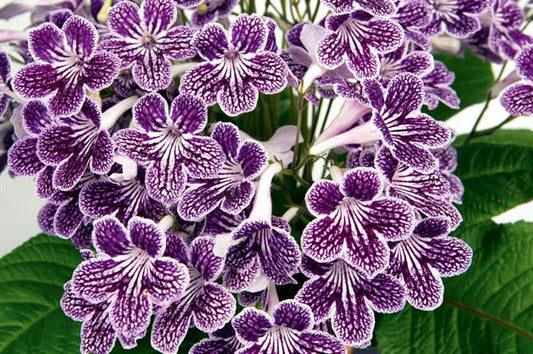 Streptocarpus Dibleys Polka Dot Purple