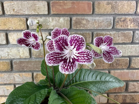 Streptocarpus Dibleys Polka Dot Red