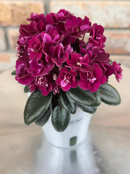 3" Self-Watering Pots (10 count)