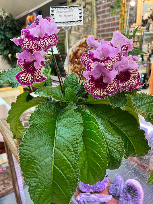 Streptocarpus RS - Madam