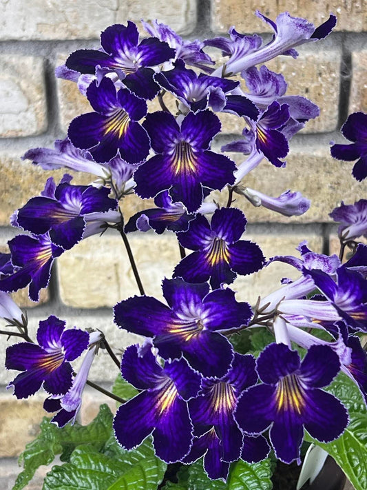 Streptocarpus Raydar's Glow Baby