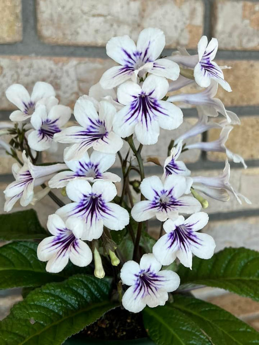 Streptocarpus Raydar's Radiance