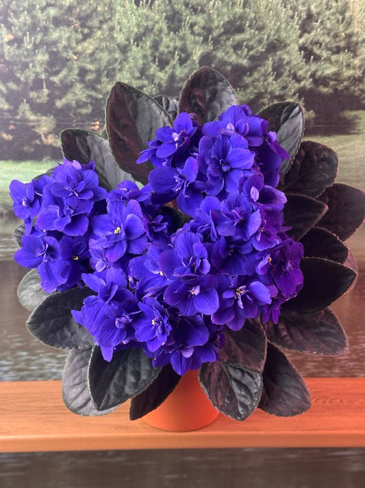 Rhapsodie Margit (by Optimara Greenhouses)