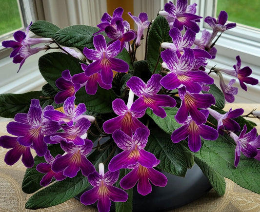 Streptocarpus SYB - Neon Joy