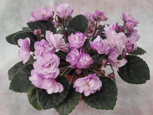 Ness' Satin Rose