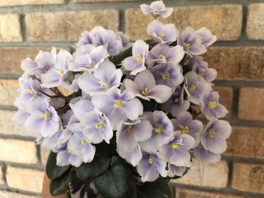 Shirl's Blue Passion