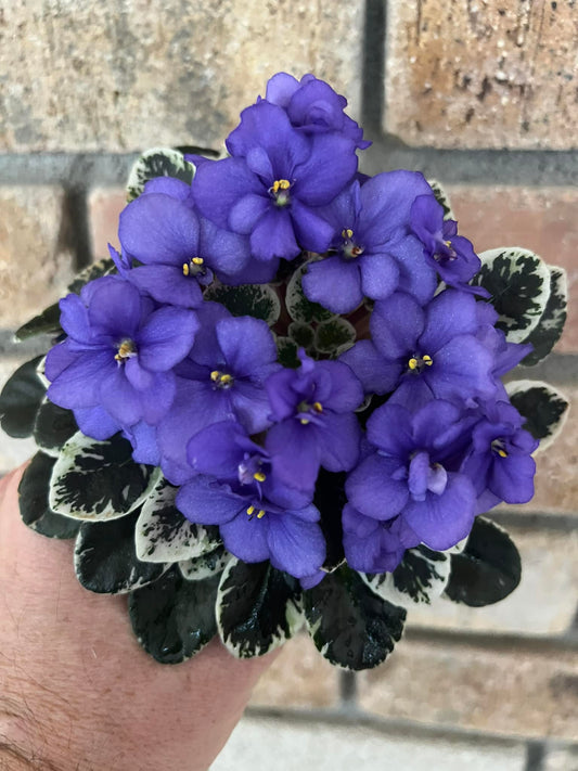 Shy Blue