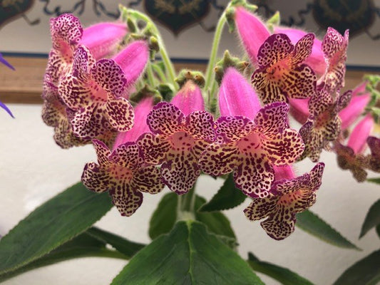 Kohleria SimSim Cleopatra