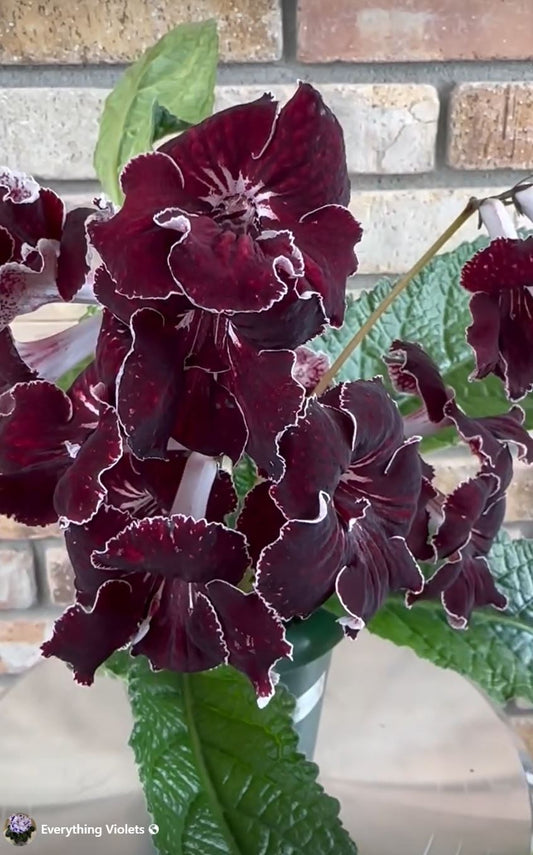 Streptocarpus DS - 2052
