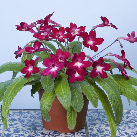 Streptocarpus Texas Hot Chili