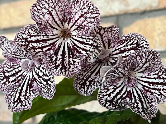 Streptocarpus UA - Tiramisu