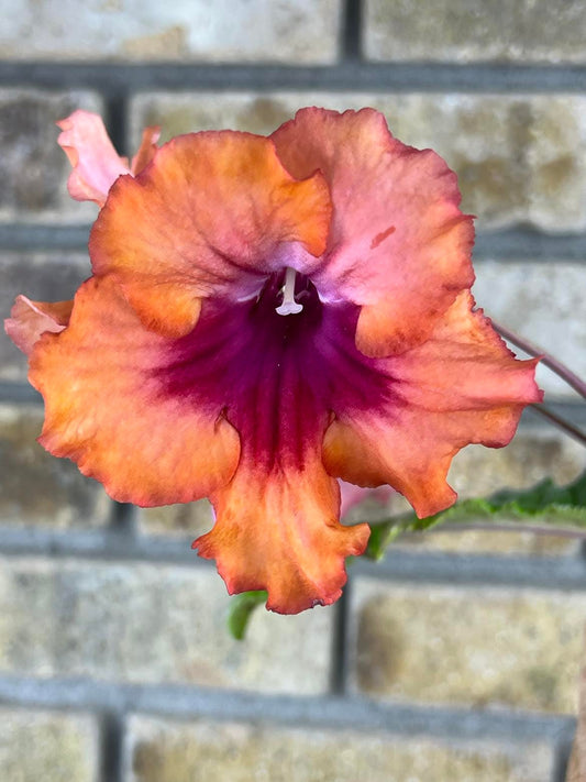Streptocarpus Vmee's Mimosa