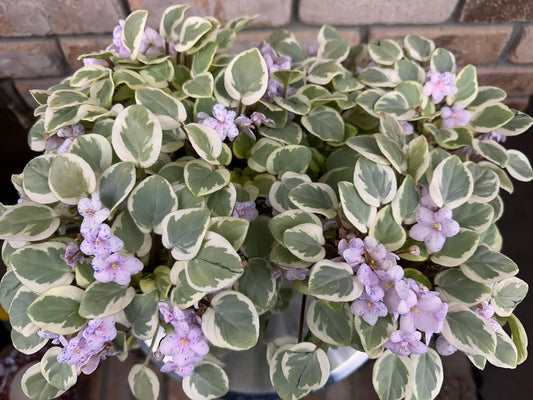 Zhemchuzhniy Vostorg (Pearl Pink) - LEAF CHIMERA